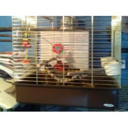 Big bird cage