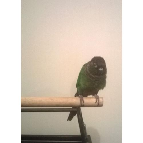 Hand reared Green Cheek Conure