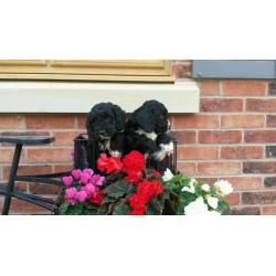 Coockerpoo puppies