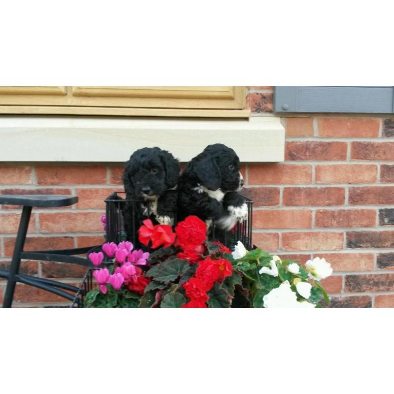 Coockerpoo puppies