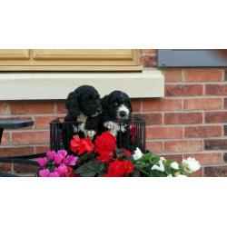 Coockerpoo puppies