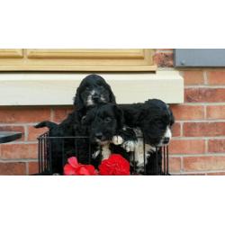 Coockerpoo puppies
