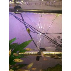 Jewel tropical fish