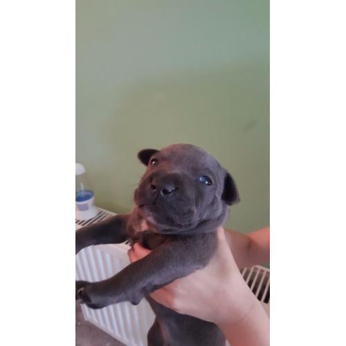 ?BLUE CHAMPION BREED STAFFORDSHIRE BULL TERRIERS