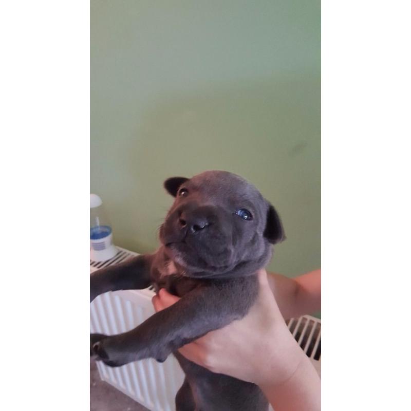 ?BLUE CHAMPION BREED STAFFORDSHIRE BULL TERRIERS