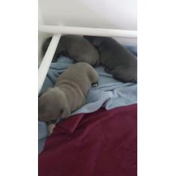 ?BLUE CHAMPION BREED STAFFORDSHIRE BULL TERRIERS