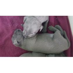 ?BLUE CHAMPION BREED STAFFORDSHIRE BULL TERRIERS