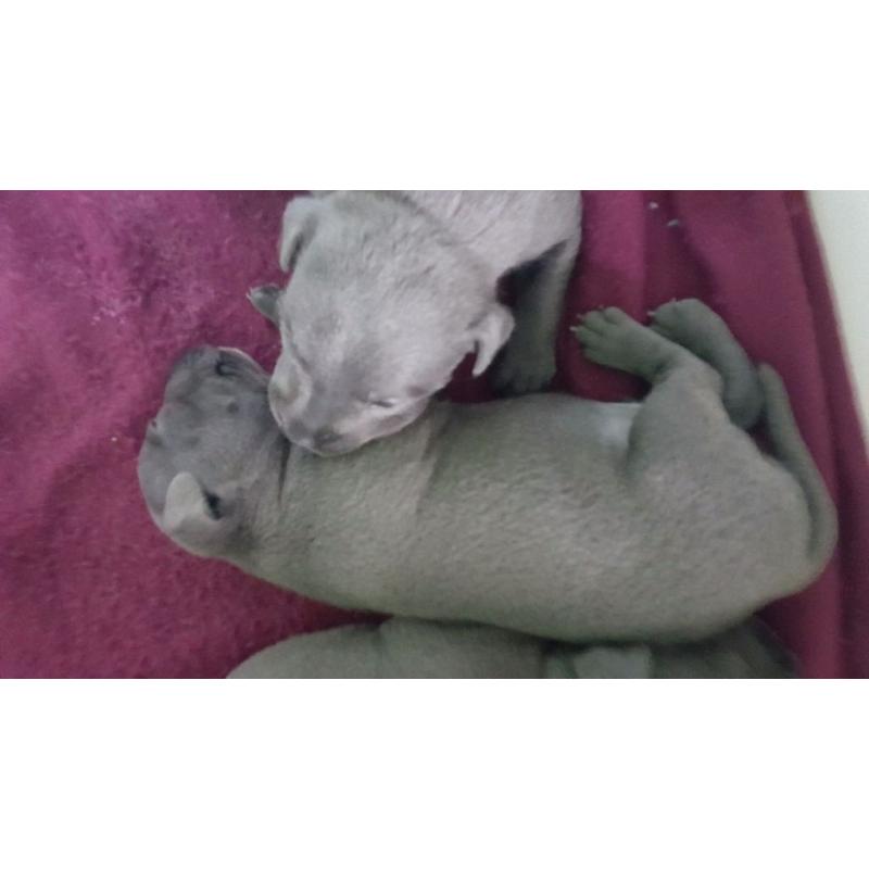 ?BLUE CHAMPION BREED STAFFORDSHIRE BULL TERRIERS