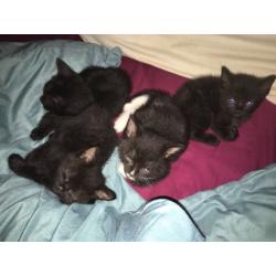 Kittens for sale
