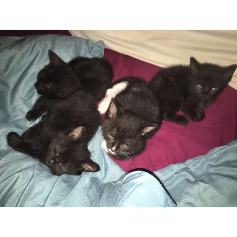 Kittens for sale