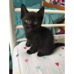 Kittens for sale
