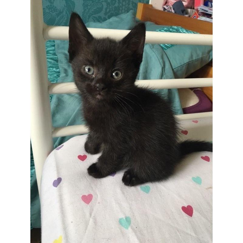 Kittens for sale