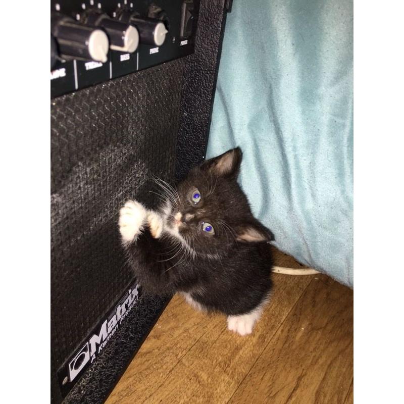 Kittens for sale