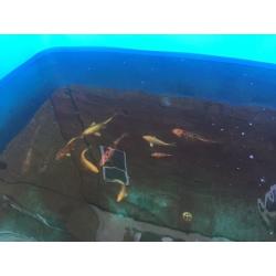 Koi vat fish pump and filter