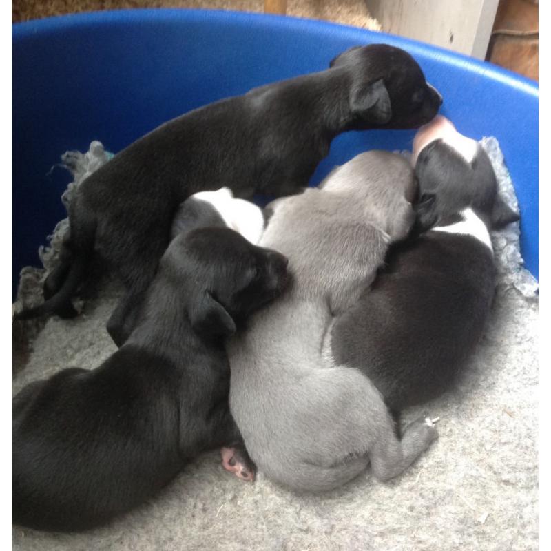 Beautiful Whippet Puppies for Sale