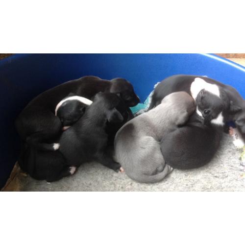 Beautiful Whippet Puppies for Sale