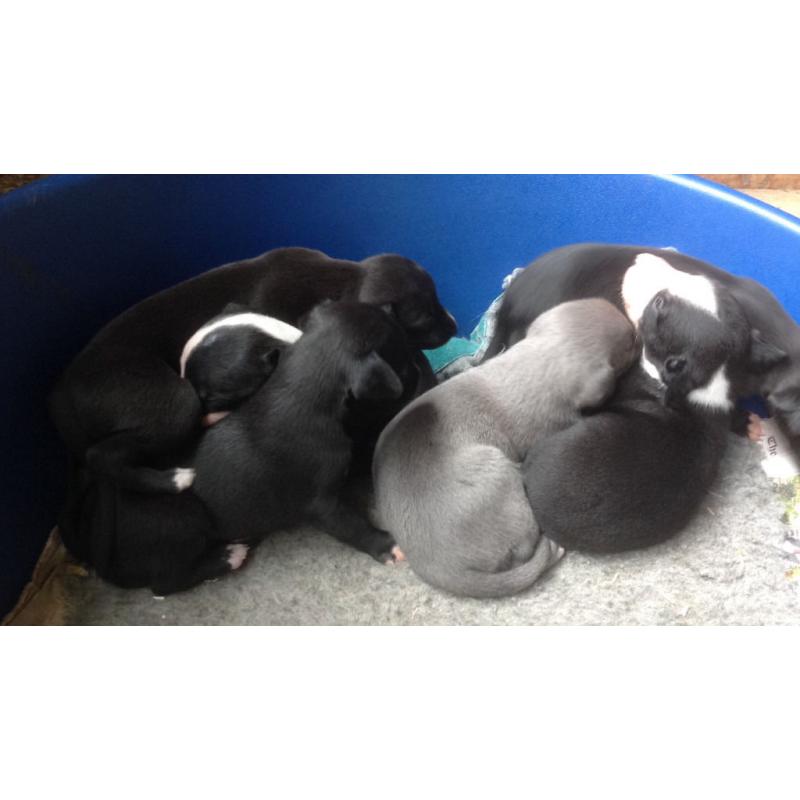 Beautiful Whippet Puppies for Sale