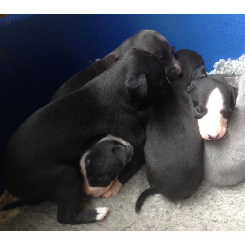 Beautiful Whippet Puppies for Sale