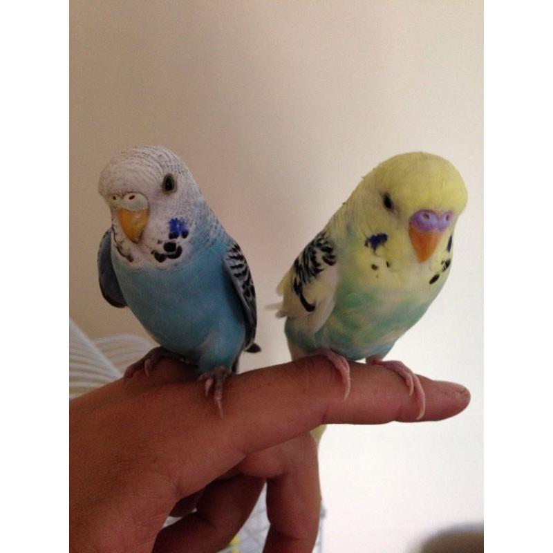 Budgies and cage for sale 40