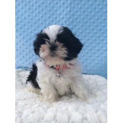Tialusso imperial Shih tzu boy available