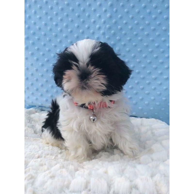Tialusso imperial Shih tzu boy available