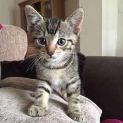 5 TABBY KITTENS FOR SALE
