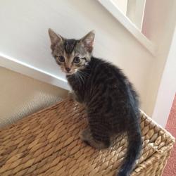5 TABBY KITTENS FOR SALE