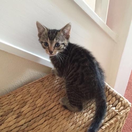 5 TABBY KITTENS FOR SALE