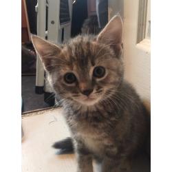 2 beautiful female kittens for sale