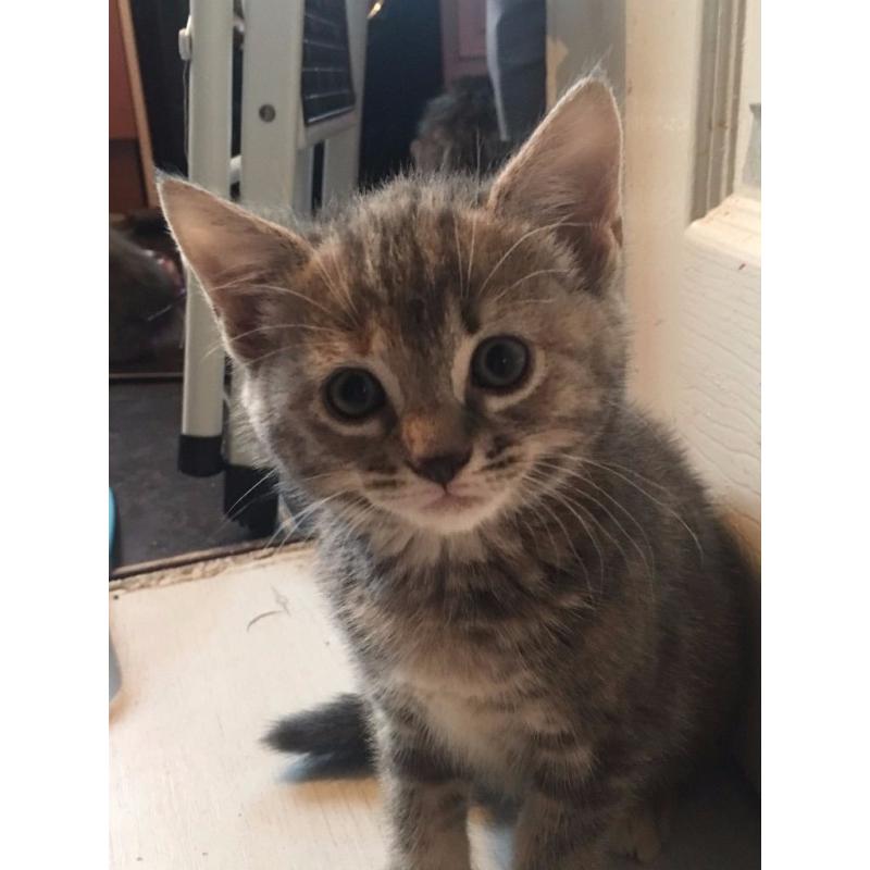 2 beautiful female kittens for sale