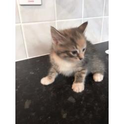 2 beautiful female kittens for sale