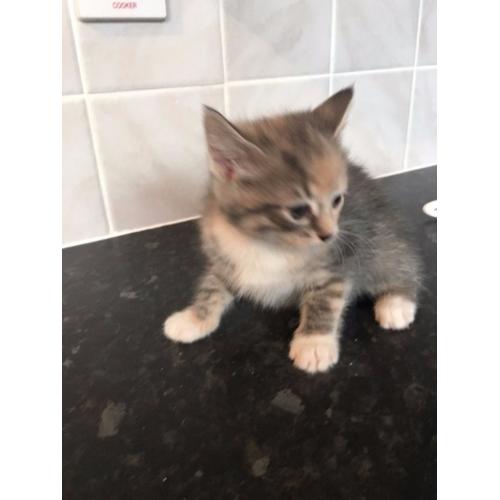 2 beautiful female kittens for sale
