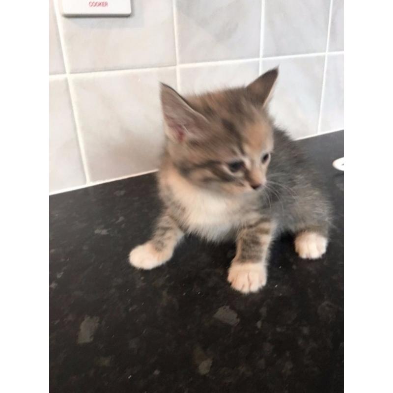 2 beautiful female kittens for sale