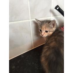 2 beautiful female kittens for sale