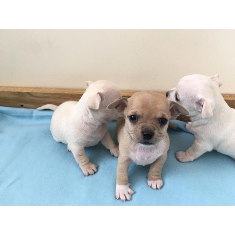 Chihuahua puppies ready to go