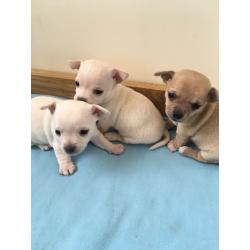 Chihuahua puppies ready to go