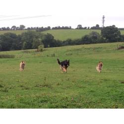 Dog Walker & Pet Services