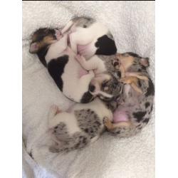 Stunning blue merle chihuahua puppies