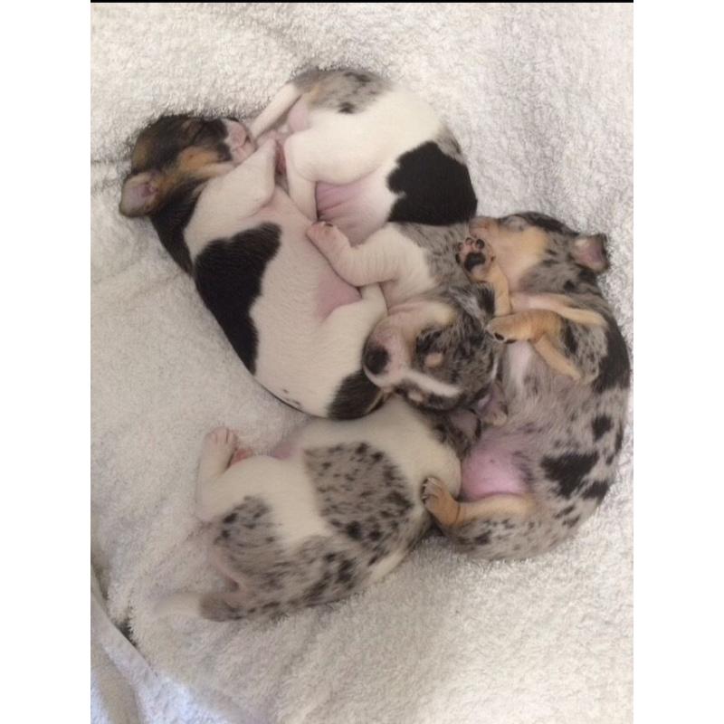 Stunning blue merle chihuahua puppies