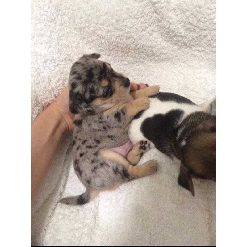 Stunning blue merle chihuahua puppies