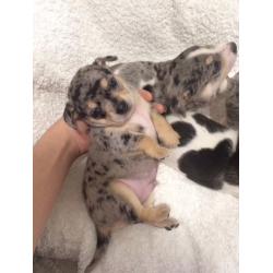 Stunning blue merle chihuahua puppies