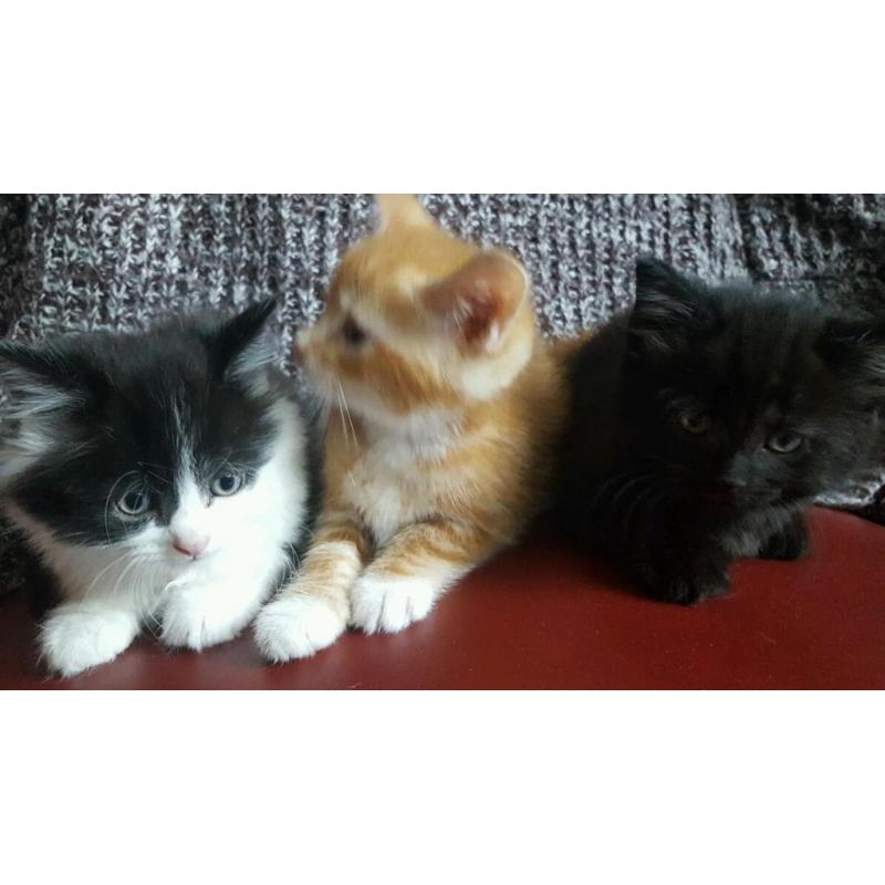 5 Lovely Kittens 9 weeks old