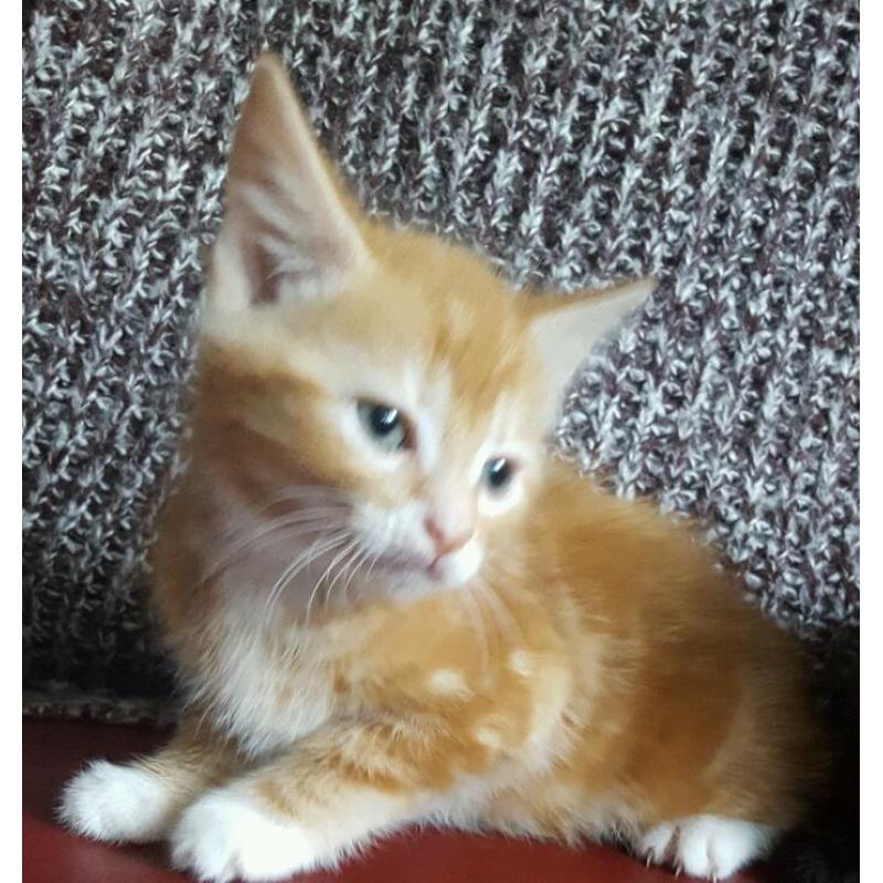 5 Lovely Kittens 9 weeks old