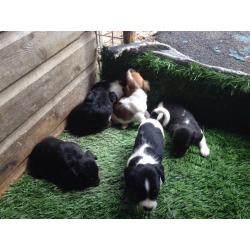 Cross beagle spaniels