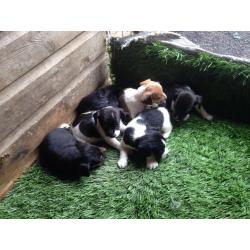 Cross beagle spaniels