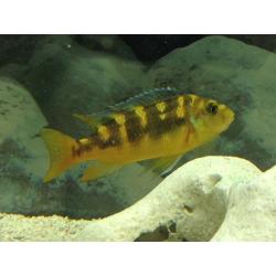 Malawi Cichlids - 2 Crabbo - Bumble Bee fish
