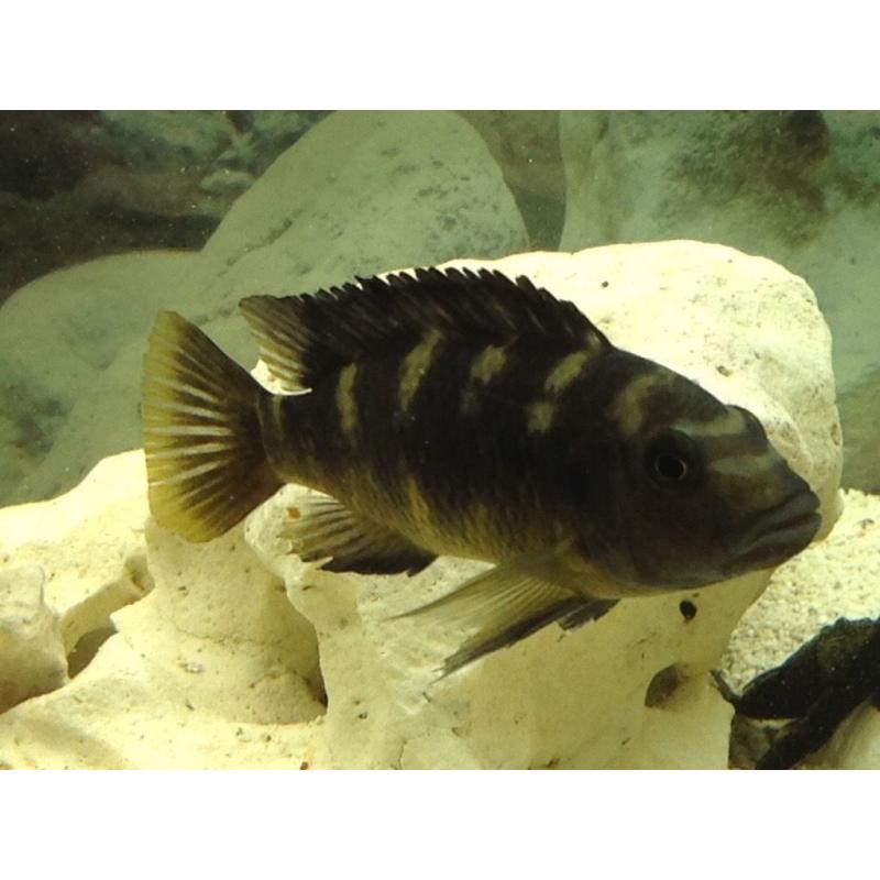 Malawi Cichlids - 2 Crabbo - Bumble Bee fish