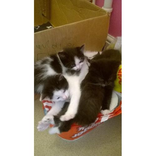kittens for sale welcome to come see them