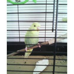 Budgie with cage and accessories.