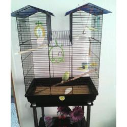 Budgie with cage and accessories.